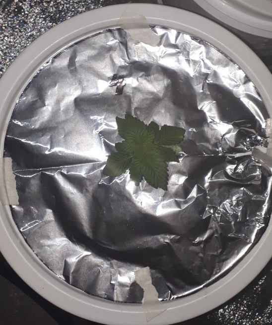Gelato #4 Gelato #4
