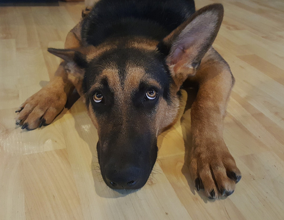 my dog has calluses - dog my dog has calluses - dog