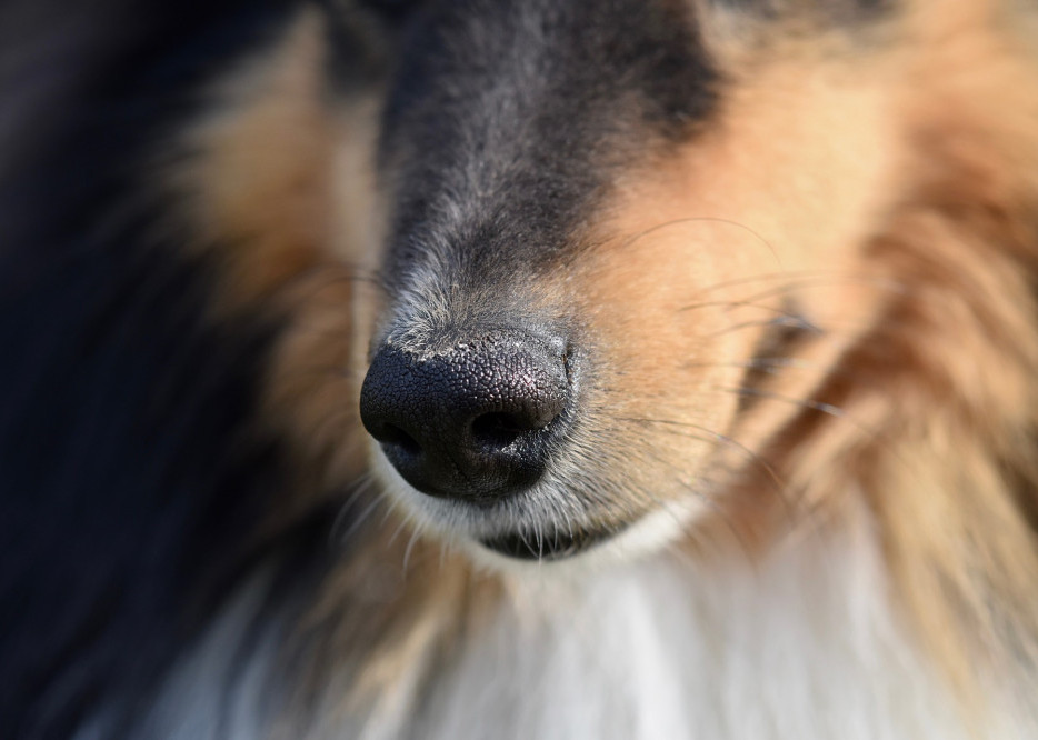 DIY Dog Mental Exercises - Dog Nose DIY Dog Mental Exercises - Dog Nose