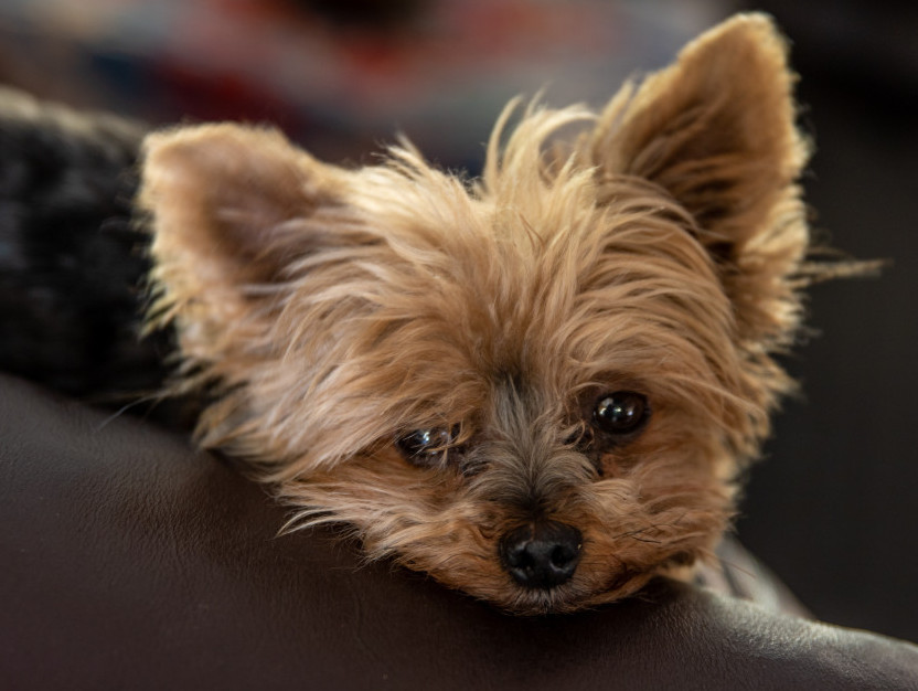 What is a small dog yorkie What is a small dog yorkie