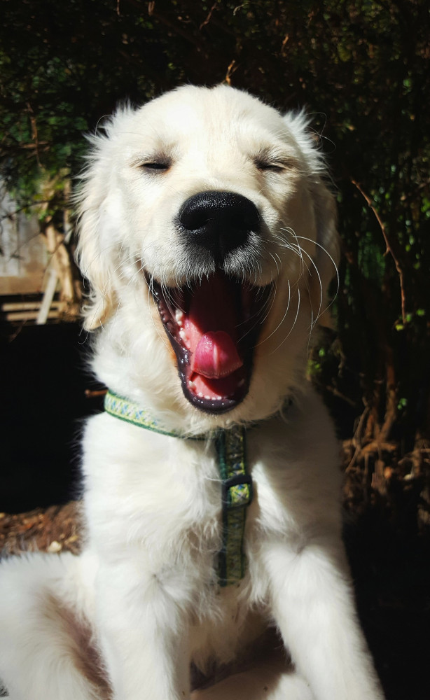 why does my dog yawn at me - adorable why does my dog yawn at me - adorable