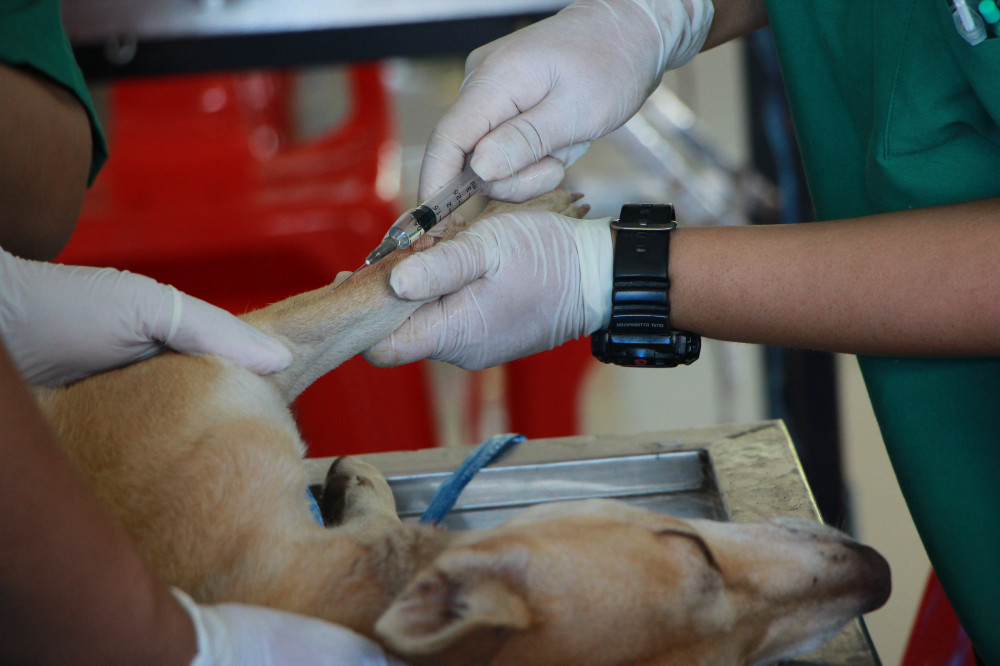 dogs and heartworm needle treatment dogs and heartworm needle treatment