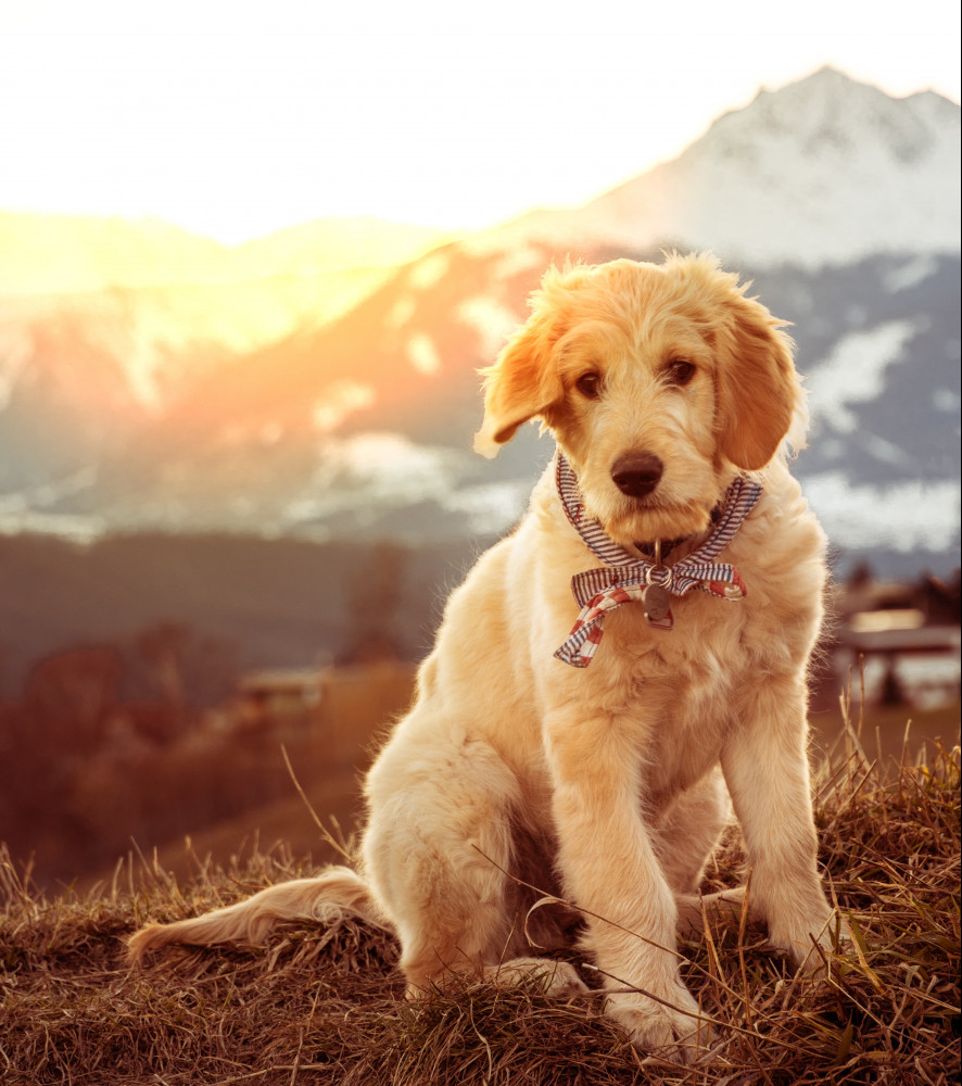 when to fix your dog - puppy when to fix your dog - puppy