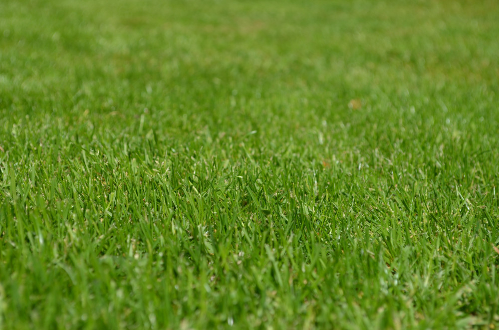 why is dog pee killing my grass why is dog pee killing my grass