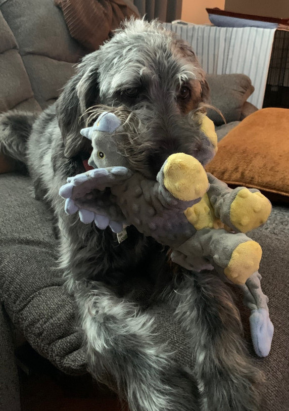 goDog chew guard toys - fergus toy goDog chew guard toys - fergus toy