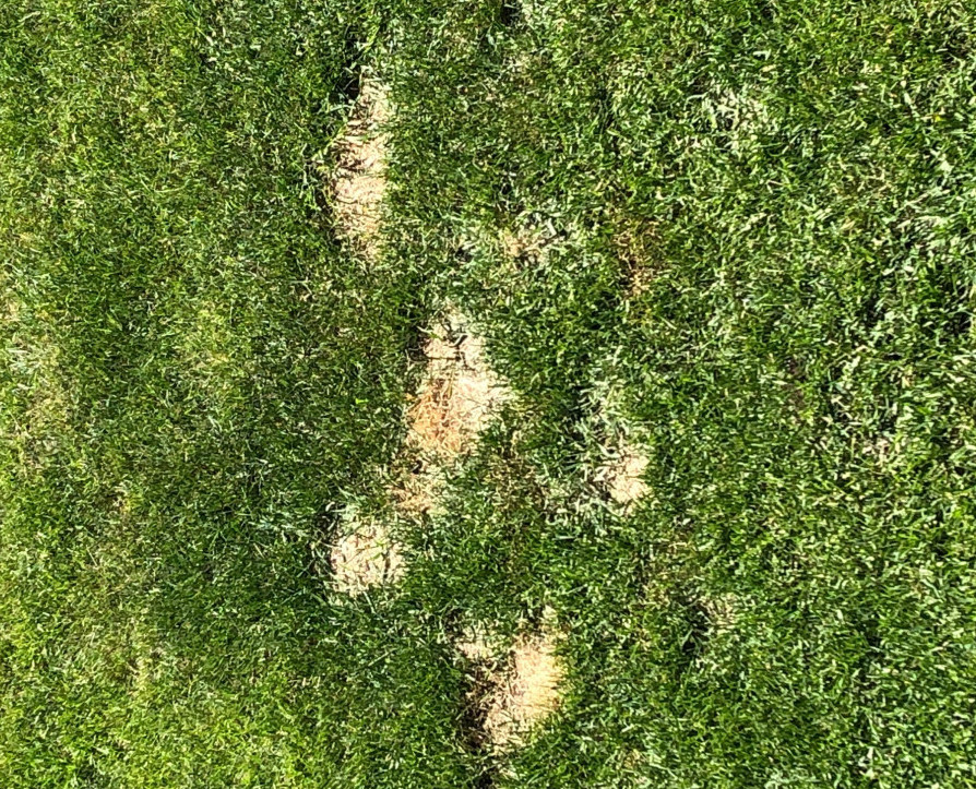 why is dog pee killing my grass screenshot why is dog pee killing my grass screenshot
