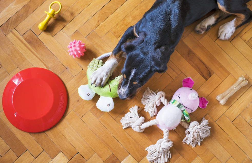 How to get your dog to stop chewing on things - toys