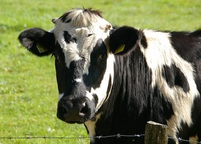 Can you substitute cow's milk in your babies diet?