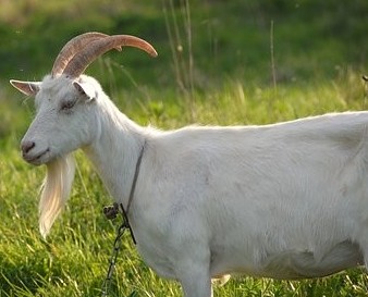 Can you substitute cow's milk in your babies diet?