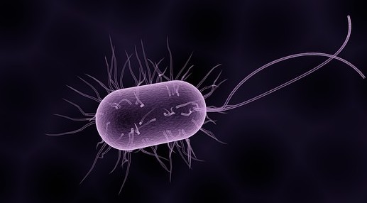 best probiotics for babies best probiotics for babies