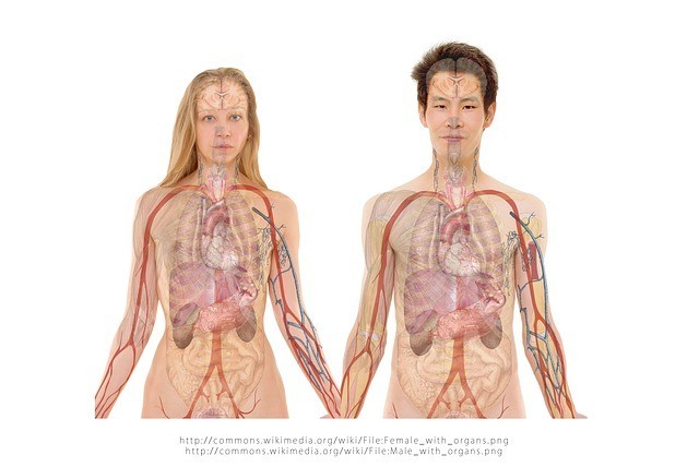 Kidneys and Different Types of Kidney Diseases
