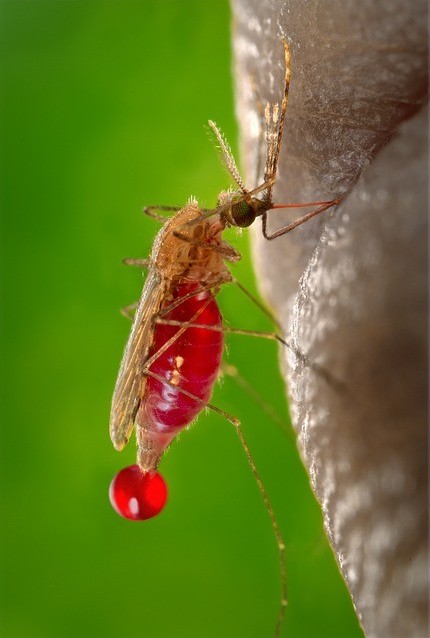 Information About Malaria Disease