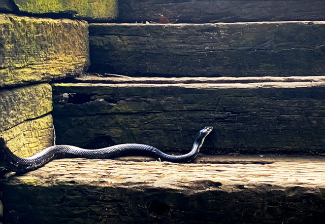 Snake At New River