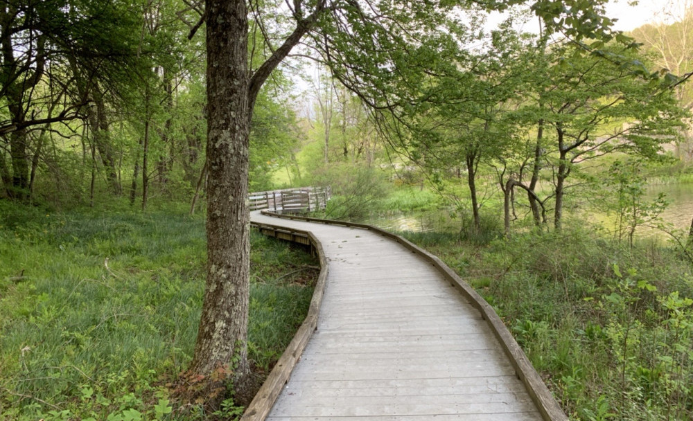 Pathway in the woods