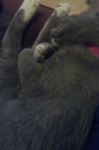 Sweet Sleepy Khaleesi!