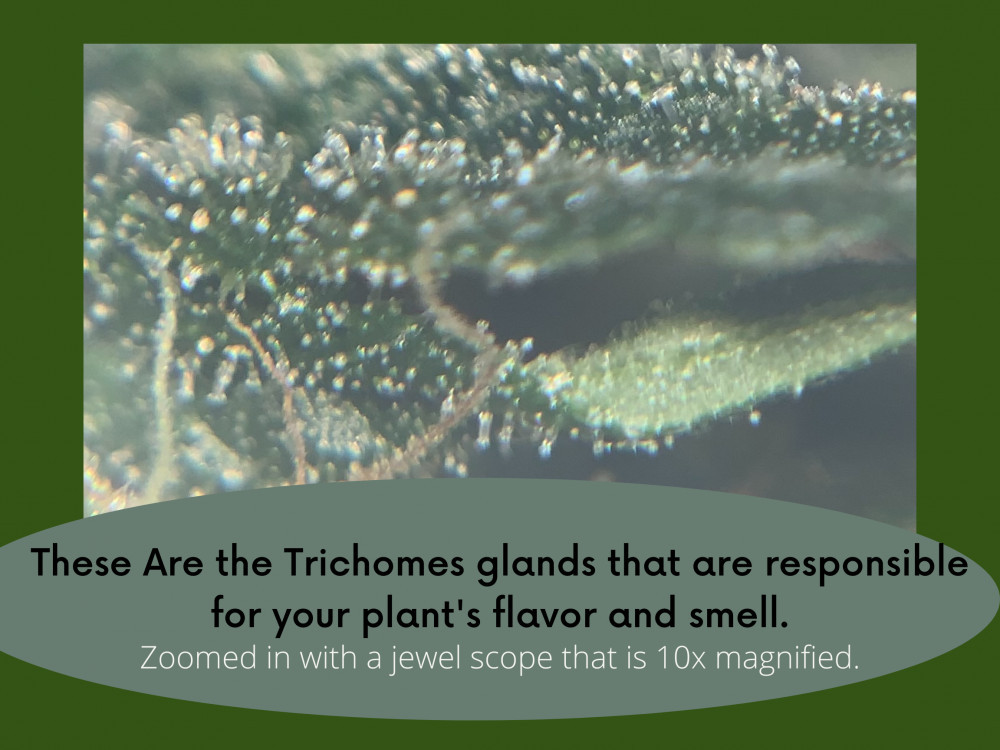 Does CBD Smell Like WeedYou Will Want To Know( in current_year)