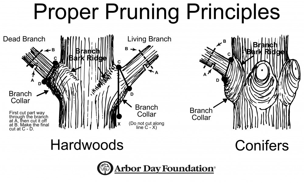 How To Trim Trees Correctly Keep Your Trees Beautiful