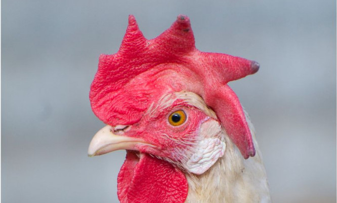 Frostbitten tips of comb on a large-combed chicken - Chickenmethod.com