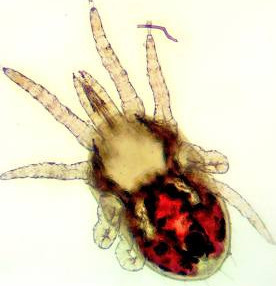 Red Chicken Mite - Chickenmethod.com Red Chicken Mite - Chickenmethod.com