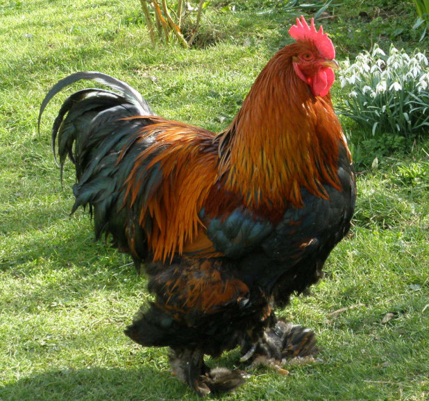 Cochin - Chickenmethod.com Cochin - Chickenmethod.com