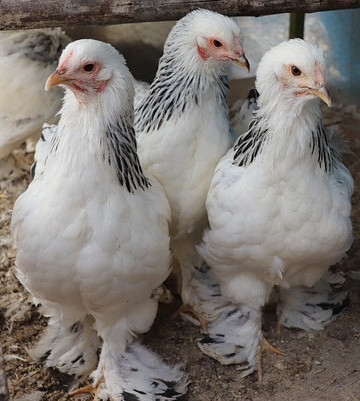 Light Brahmas -Chickenmethod.com