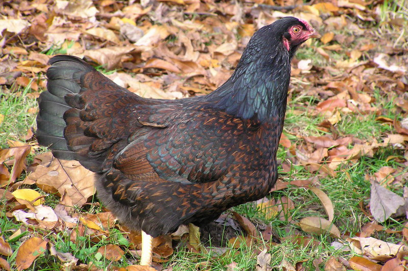 Cornish - Chickenmethod.com Cornish - Chickenmethod.com