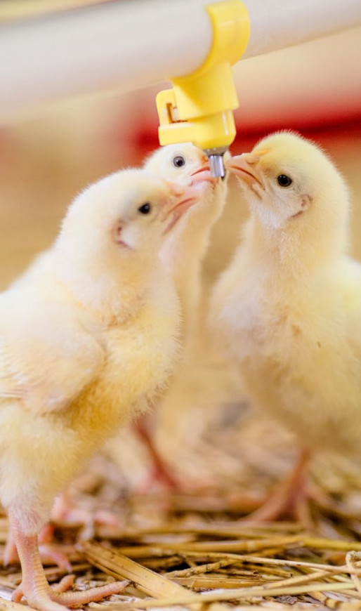 Chicks Drinking - Chickenmethod.com