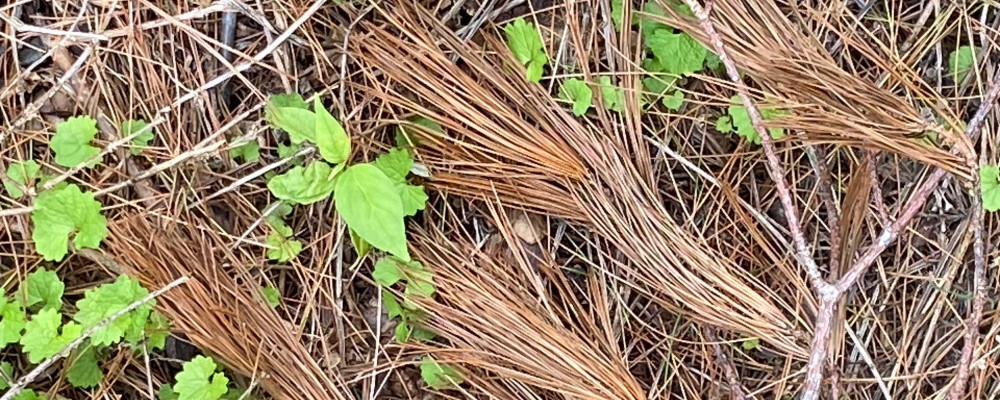 Pine needles - Chickenmethod.com Pine needles - Chickenmethod.com