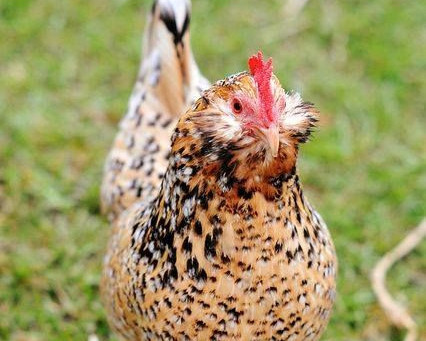 Belgian Bearded d'Uccle - Chickenmethod.com Belgian Bearded d'Uccle - Chickenmethod.com