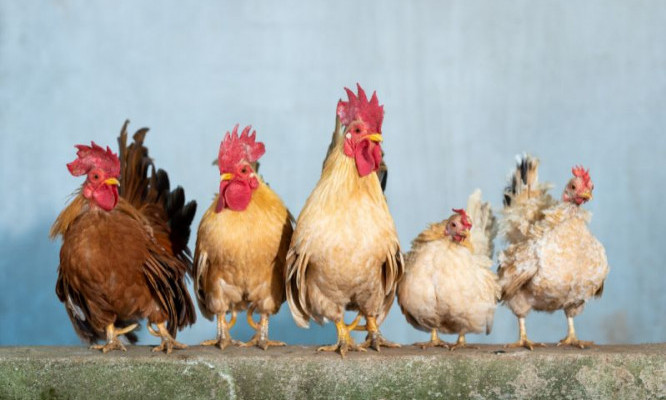 Frostbitten combs - Chickenmethod.com