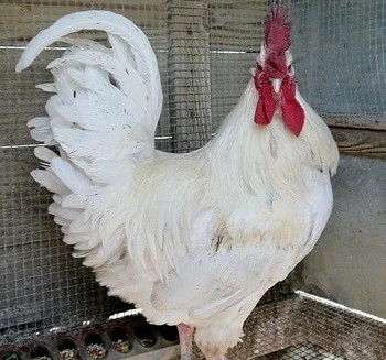 California White - Chickenmethod.com