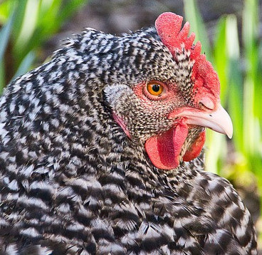 Plymouth Rock - Chickenmethod.com