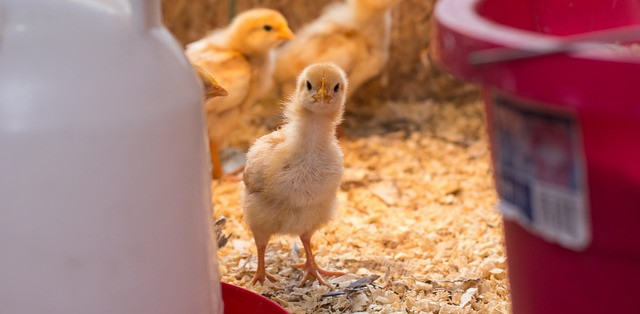 Baby Chicks - Chickenmethod.com