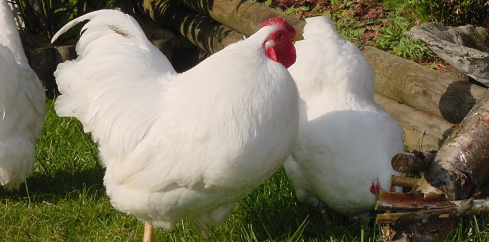 Chantecler - Chickenmethod.com Chantecler - Chickenmethod.com