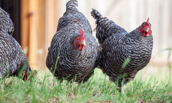 Plymouth Rocks - Chickenmethod.com