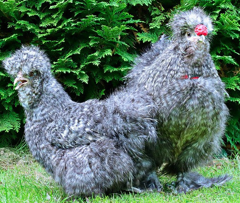 Silkies - Chickenmethod.com