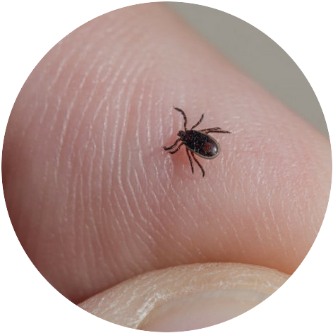 Tick - Chickenmethod.com