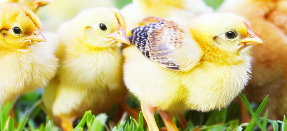 Chicks in Grass - Chickenmethod.com