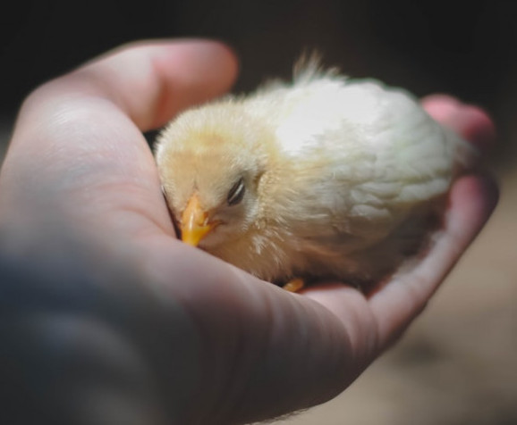 Baby chick - Chickenmethod.com Baby chick - Chickenmethod.com