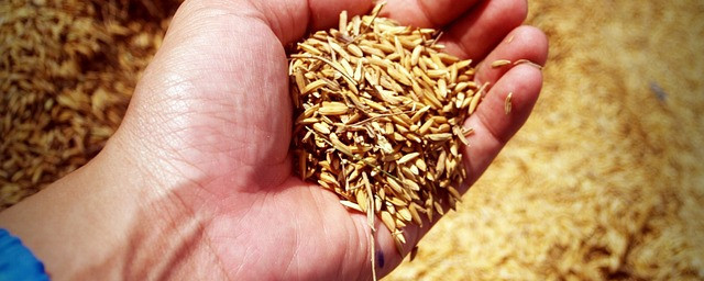 Grain Farm - Chickenmethod.com Grain Farm - Chickenmethod.com