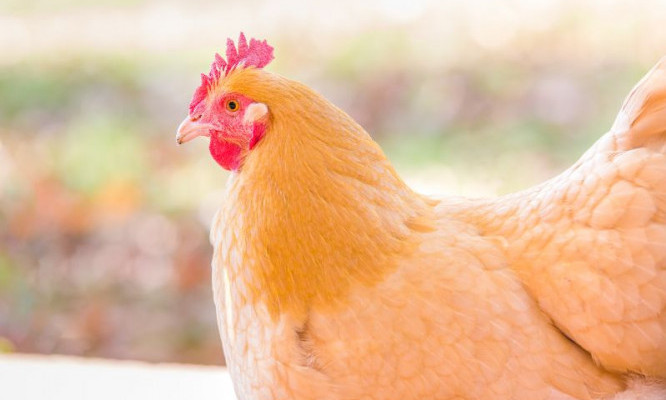 Buff Orpington - Chickenmethod.com