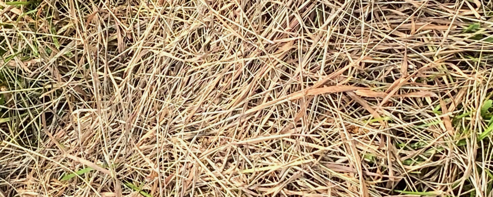 Straw - Chickenmethod.com Straw - Chickenmethod.com