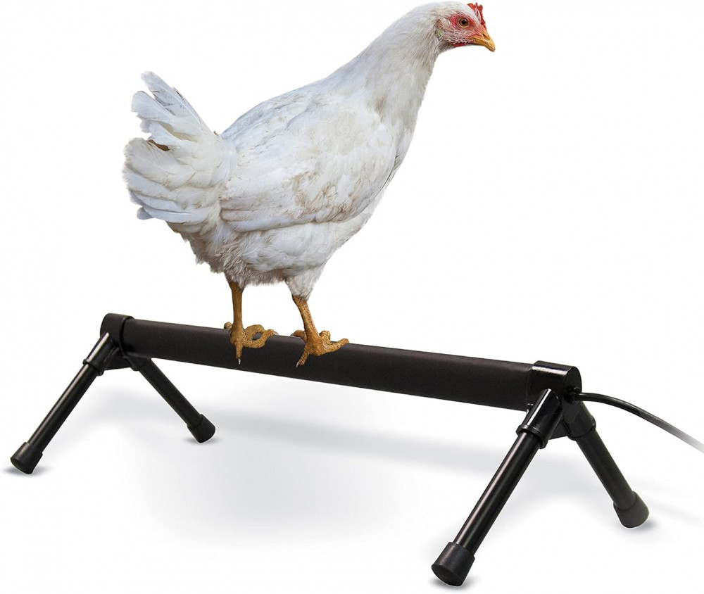 Chicken on a Footwarmer - Chickenmethod.com