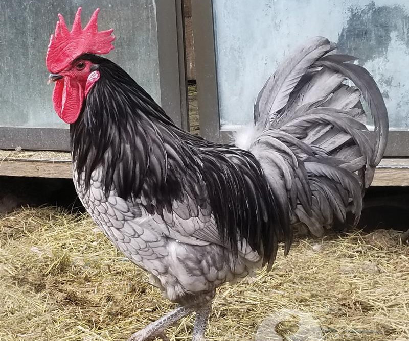 Blue Andalusian - Chickenmethod.com