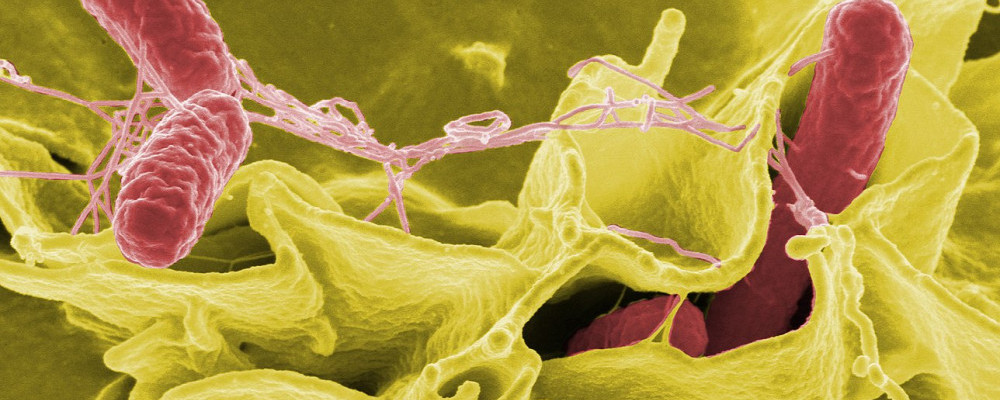 Salmonella typhimurium - Chickenmethod.com Salmonella typhimurium - Chickenmethod.com