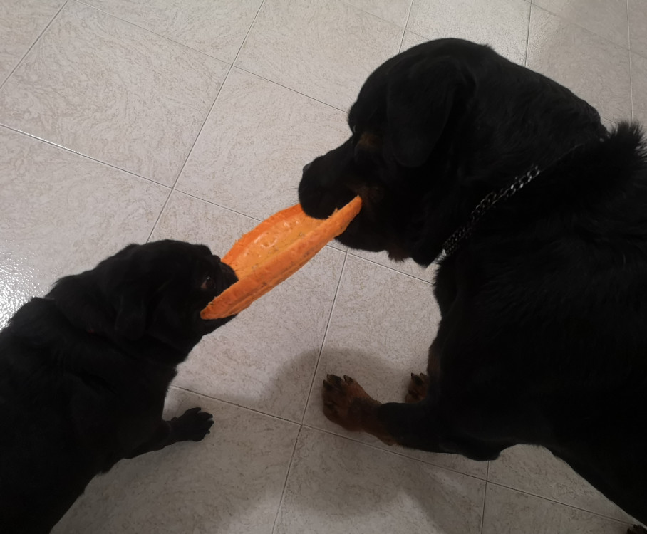 Dog therapy for depression Dog therapy for depression