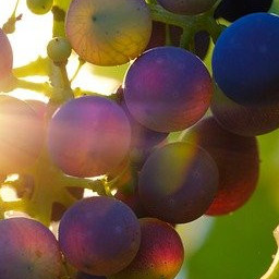 Grapes and Antioxidents Grapes and Antioxidents