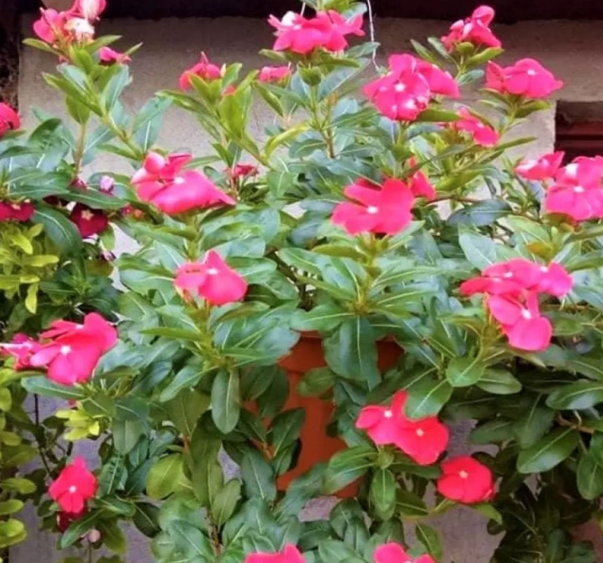 How to Grow Vinca Minor My Amazing Garden