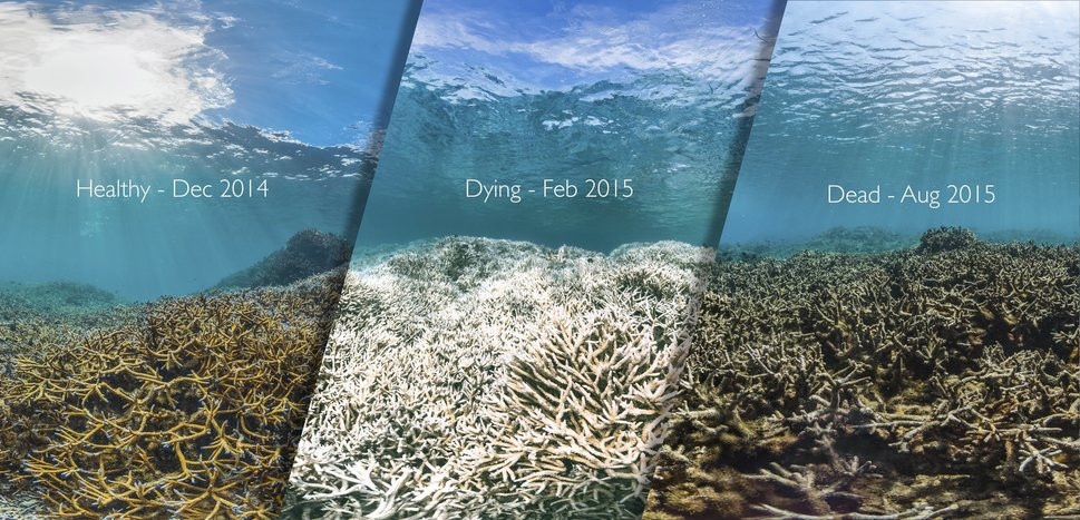 Coral bleaching