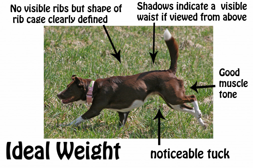 Healthy Diet For A Dog Happy Healthy Dog